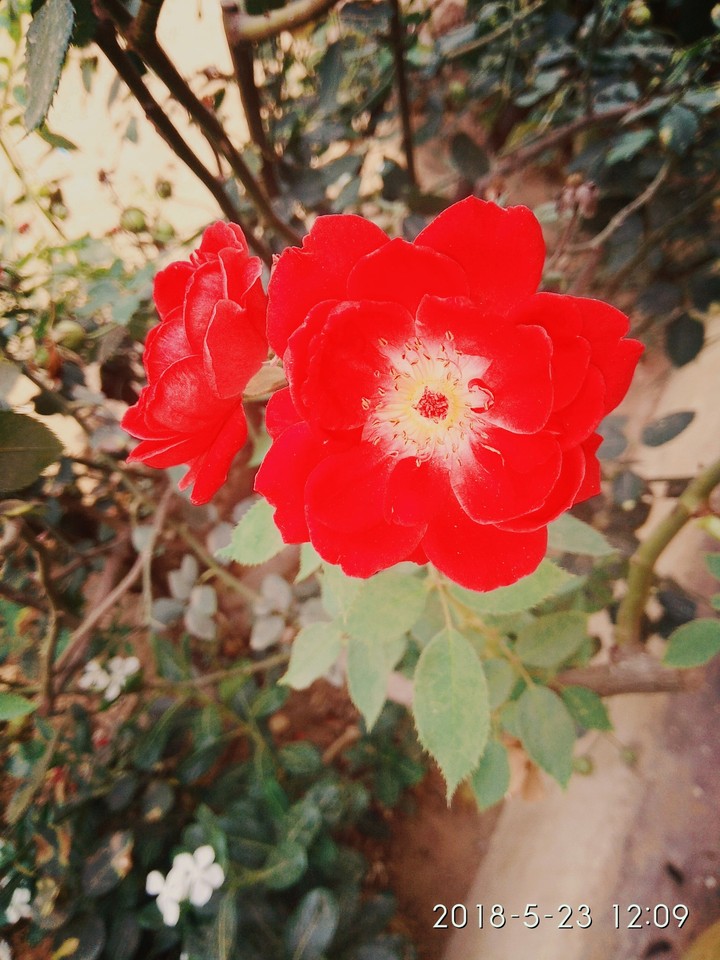 flower