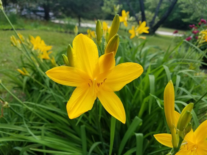 Yellow Lily