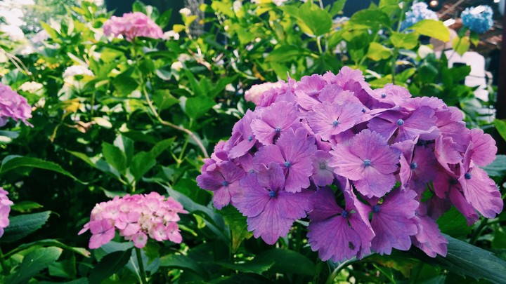 赤紫の紫陽花