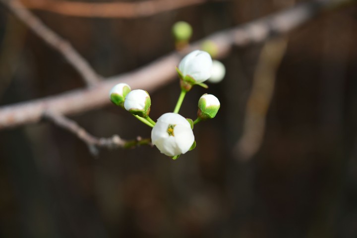 spring 