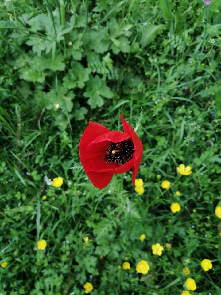 red