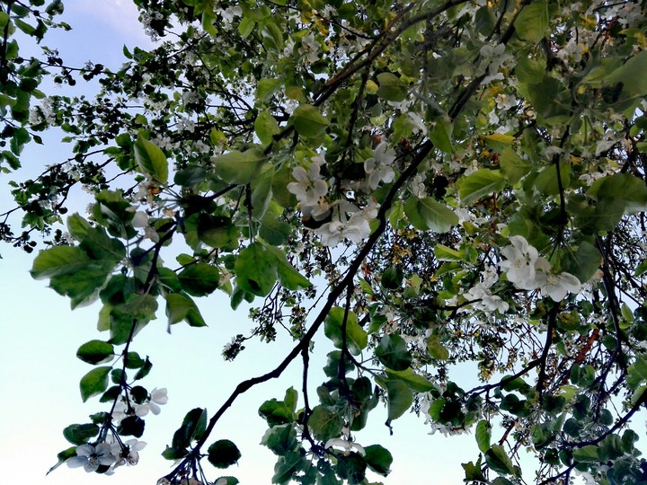 Apple tree