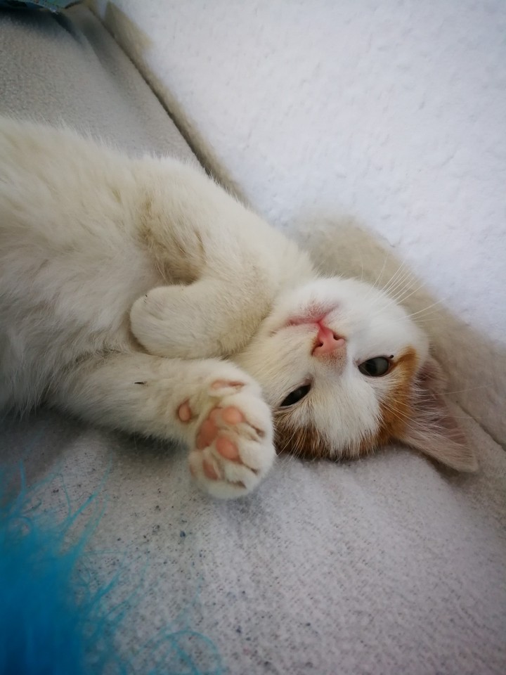 Little Kitty