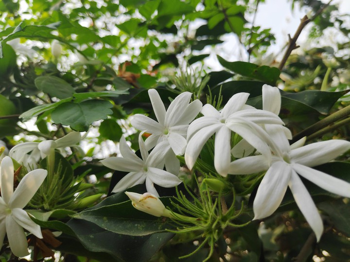 jasmine