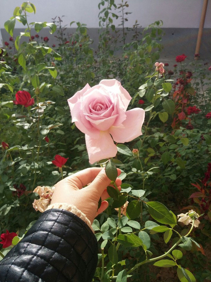 Rose