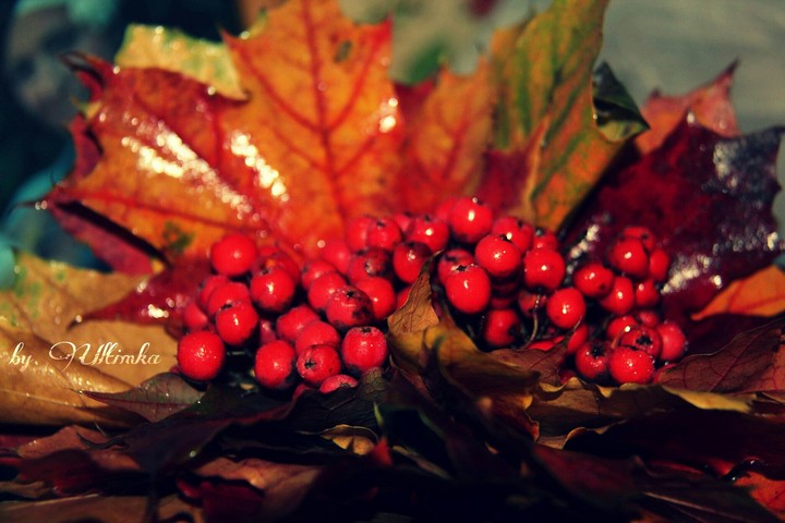 gold autumn 