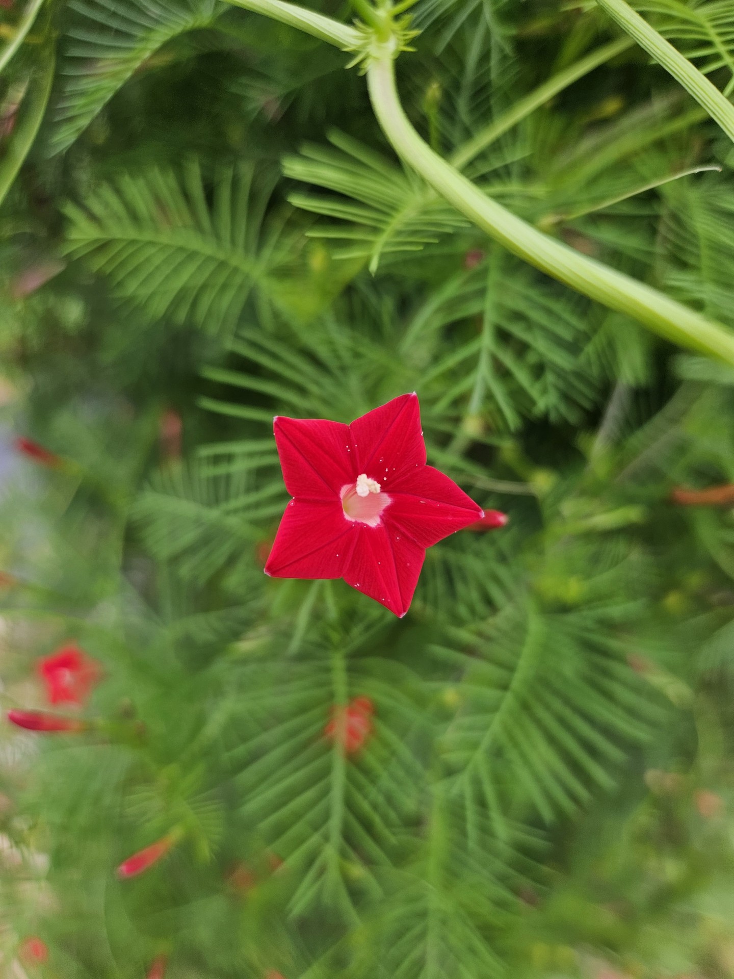 тапети hollyhocks, fir
