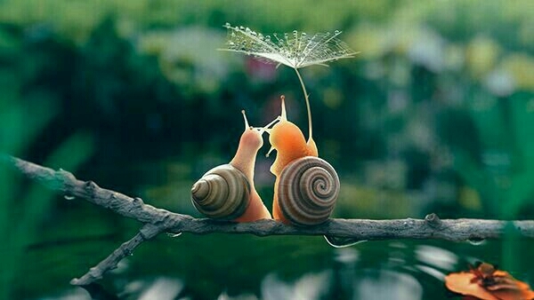 love