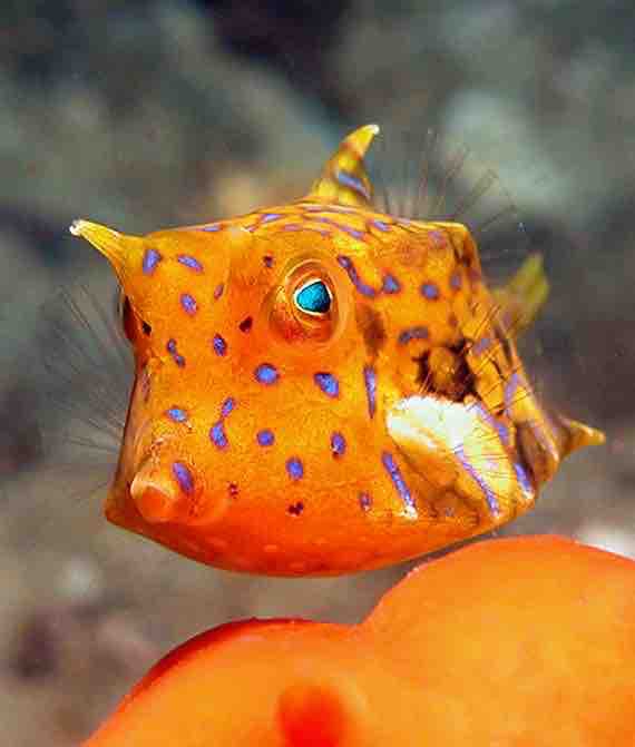 poisson ?