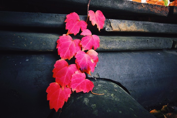 가을.autumn.leaf