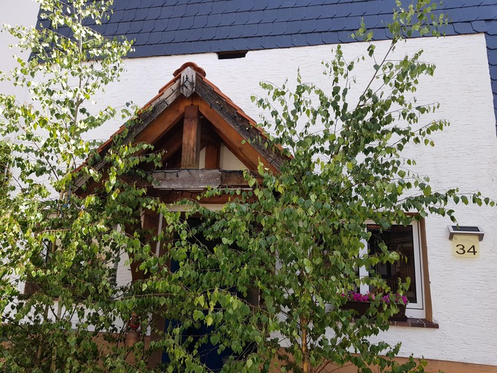 trees in front of house