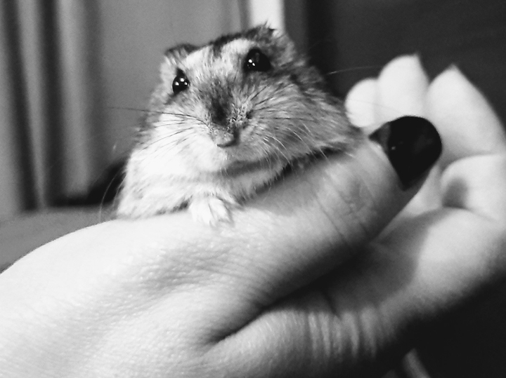 hamster
