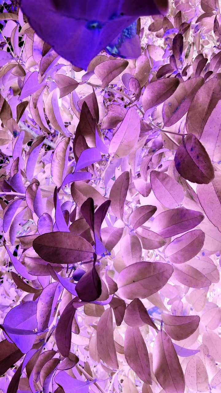 pink tree