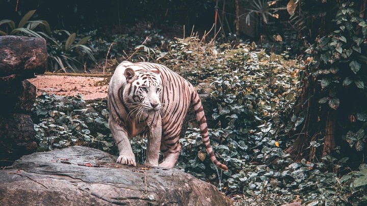 white tiger