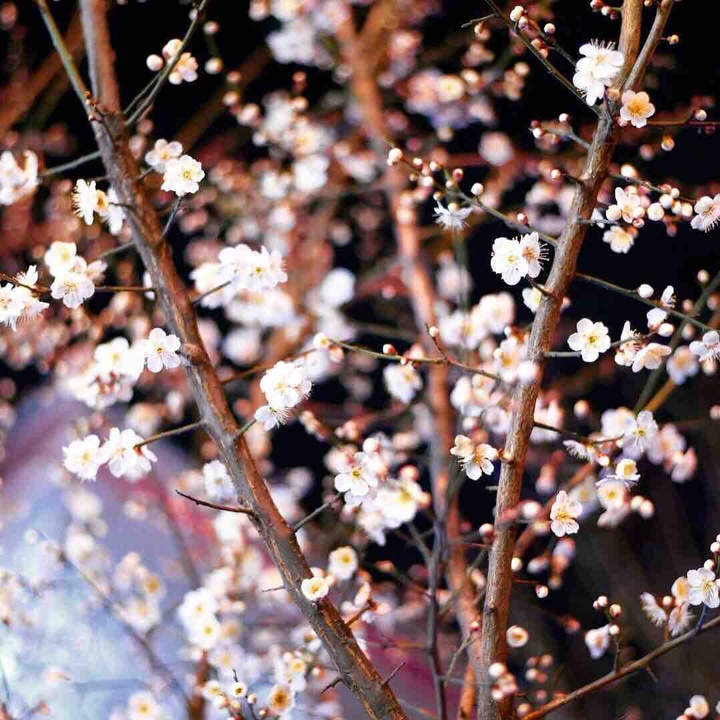 봄
