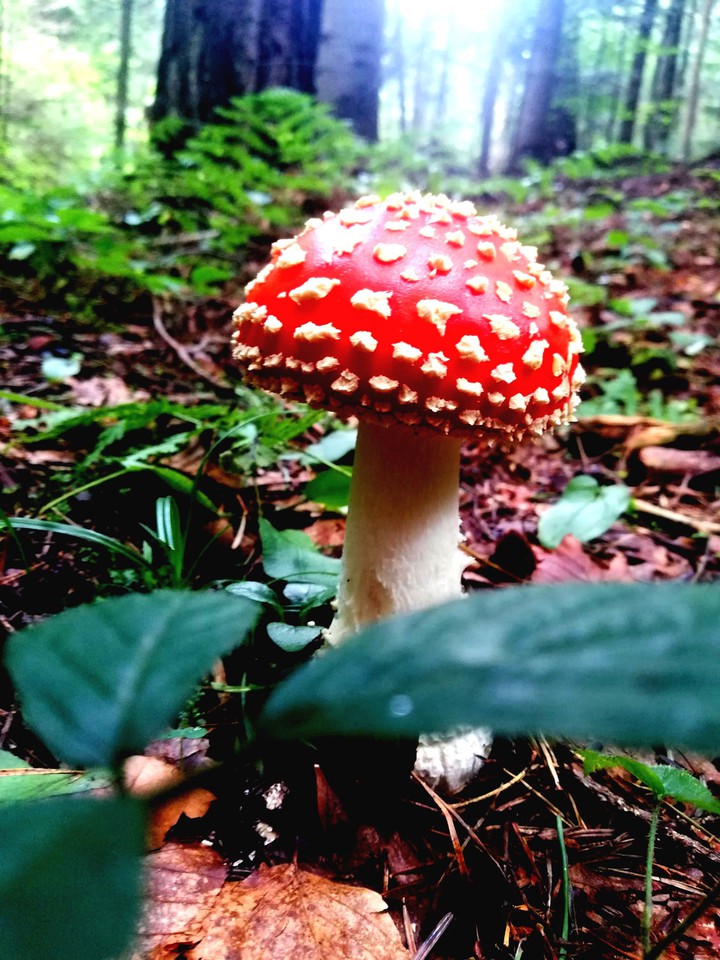 muchomor grzyb natura las