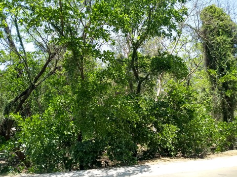 trees