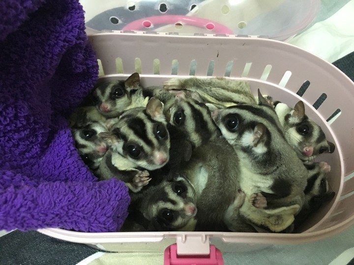 sugar glider 蜜袋鼯