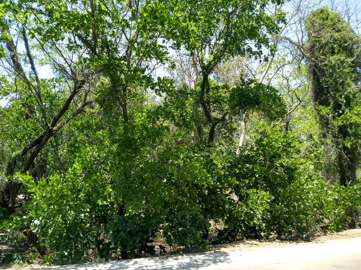 trees