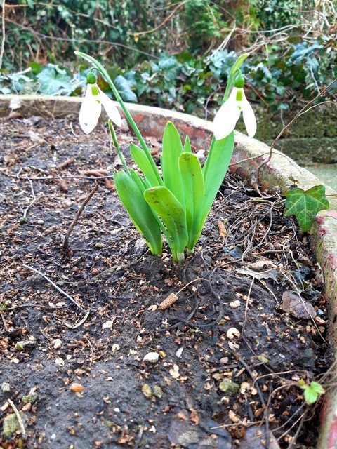 Snowdrop