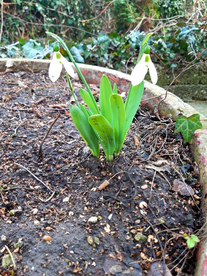 Snowdrop