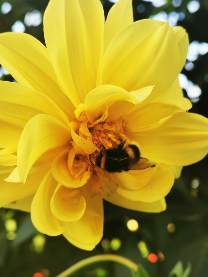 A bee and a flower!??