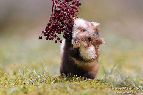marten, plant duvar kağıtları
