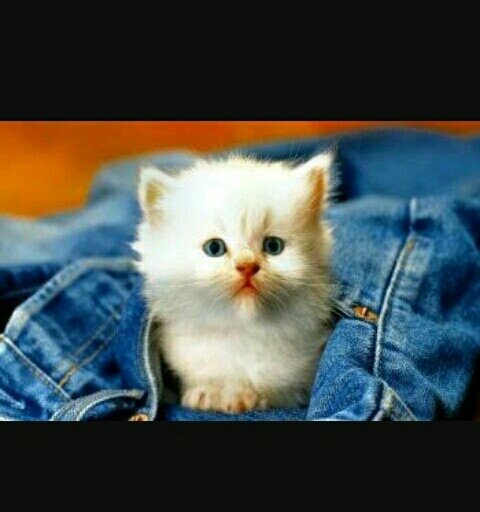 cute cat❤❤