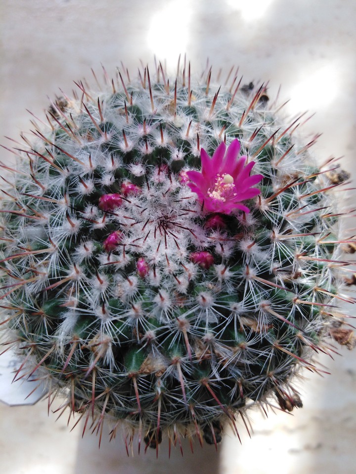 cactus