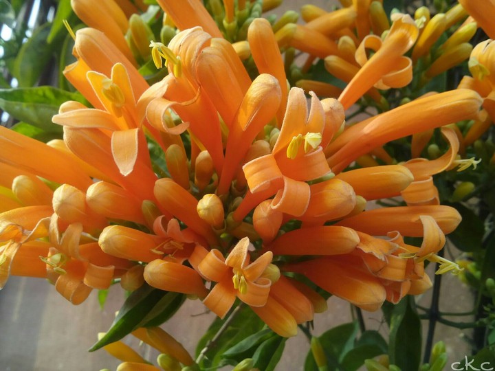 flower