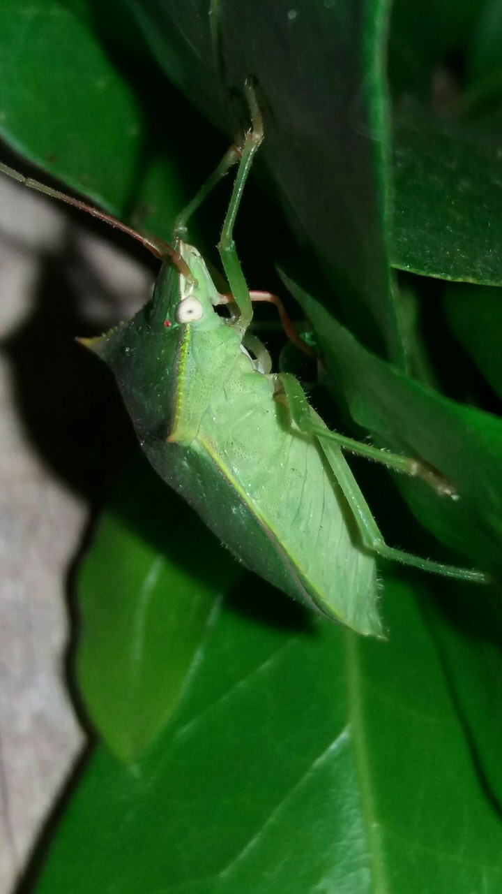 natureza