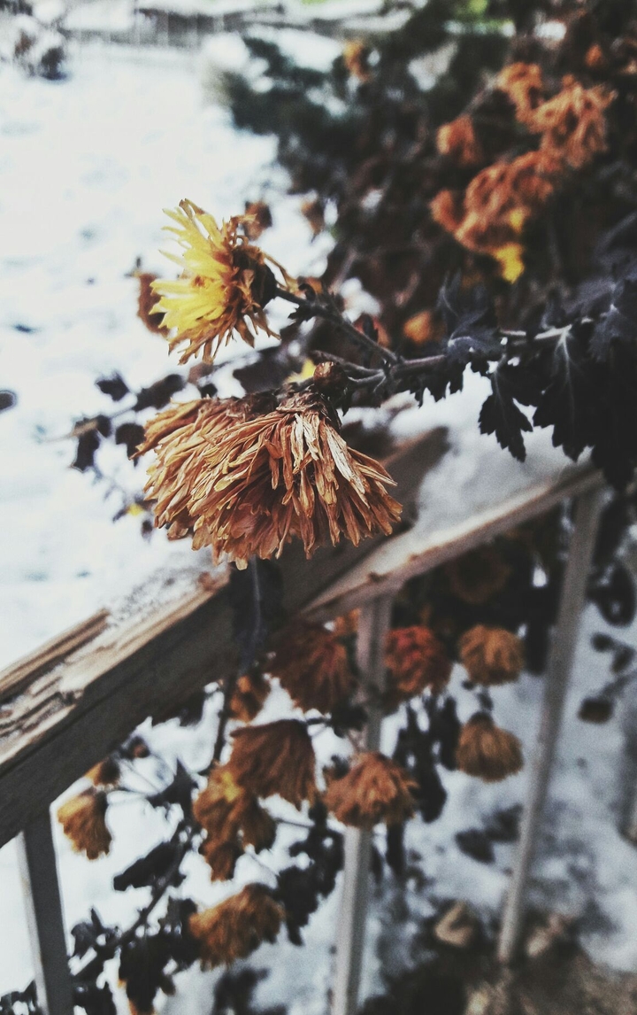 death is beautiful