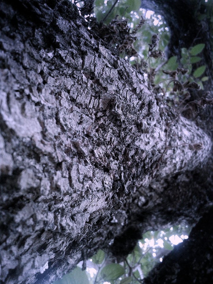 corteza de un árbol simple y misterioso