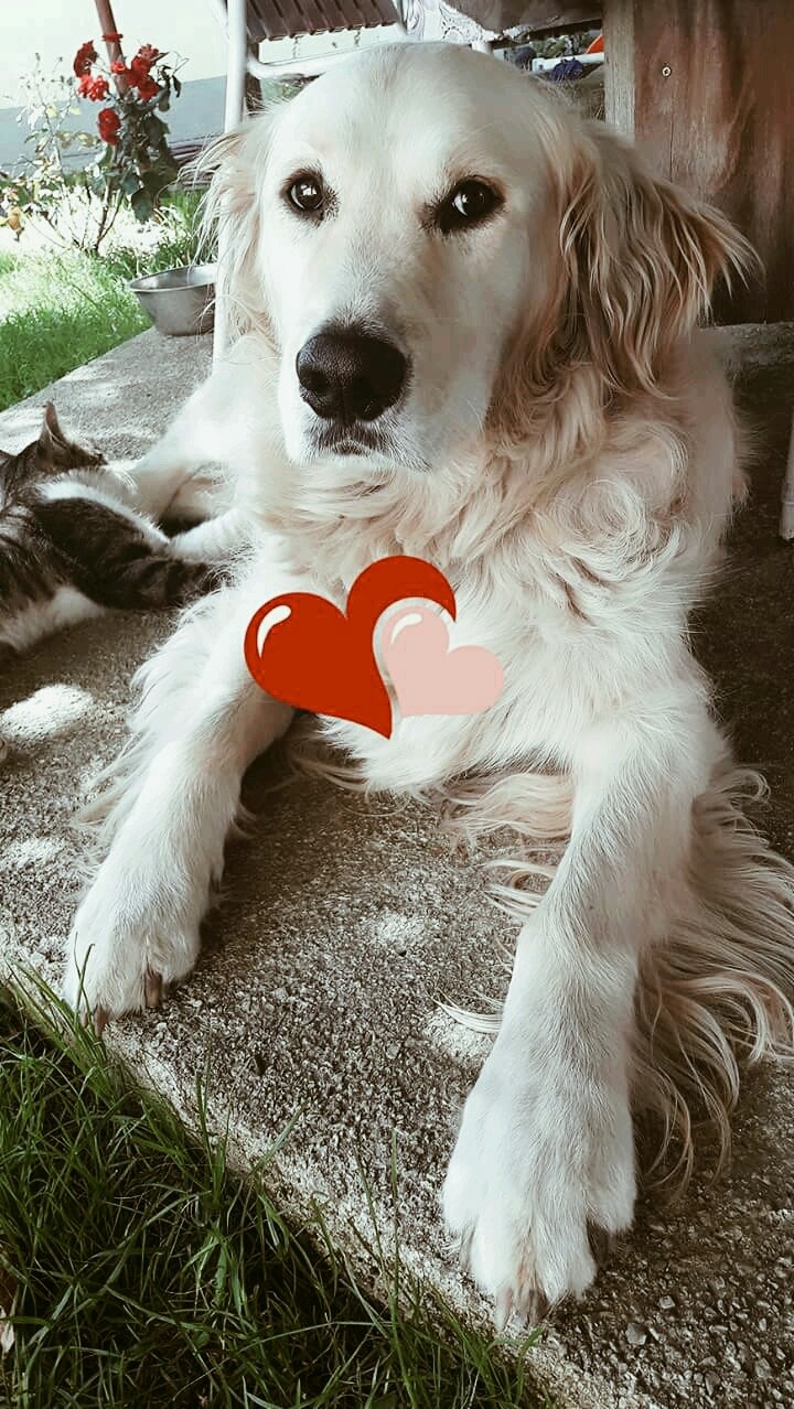 Dog