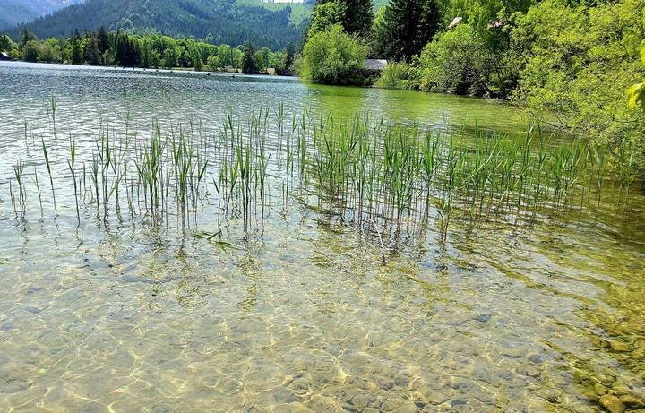 Gras in the water