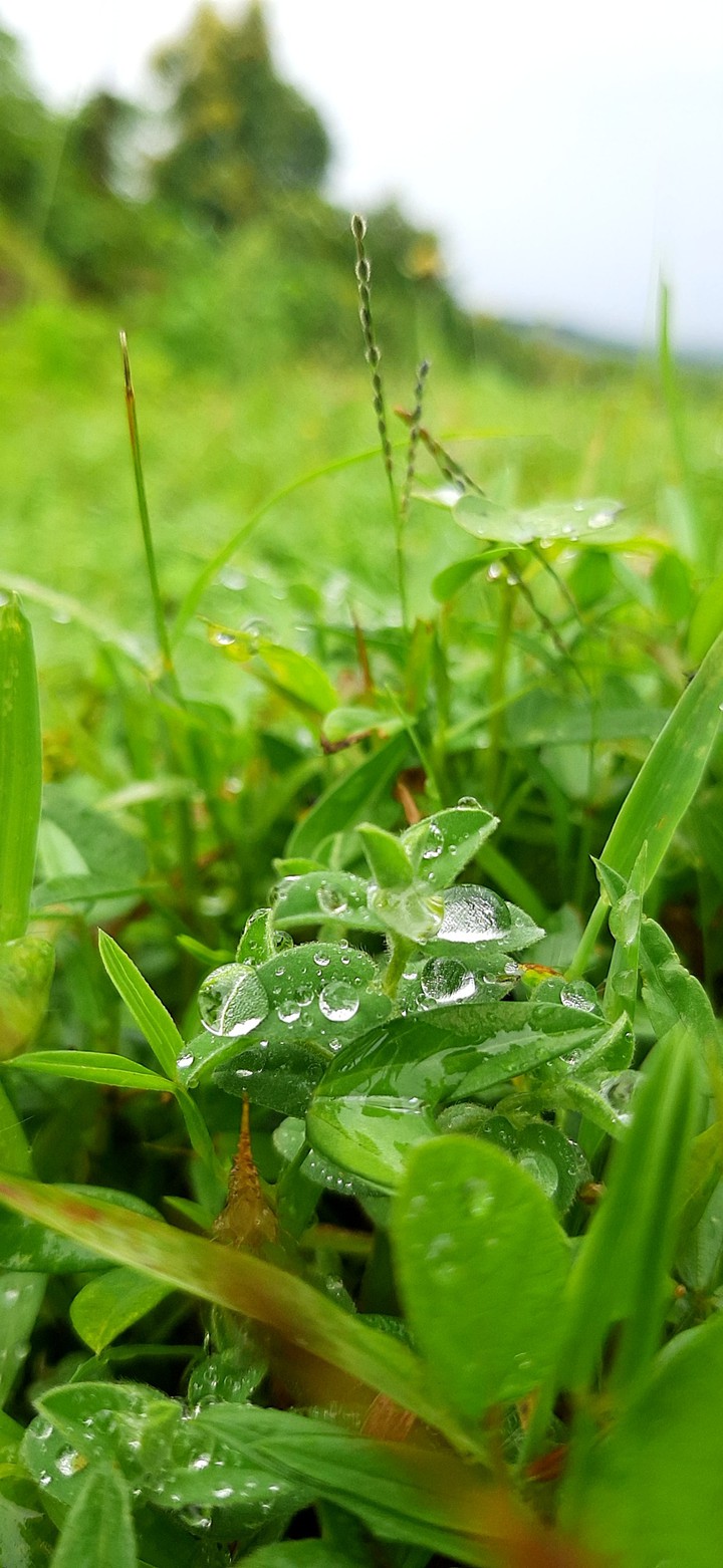 drops