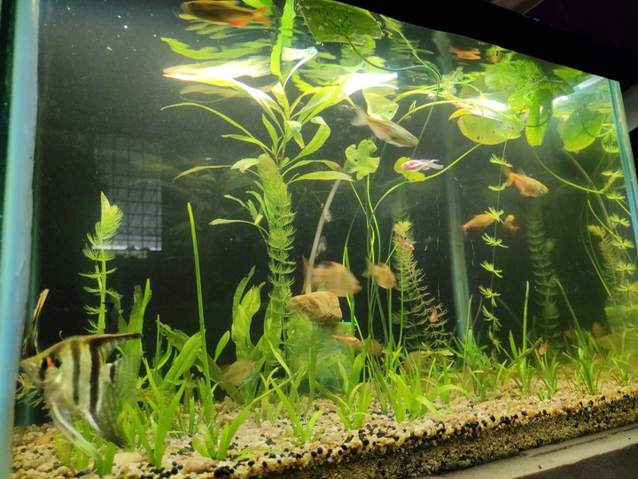 MY AQUARIUM