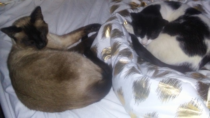 Kitty Capture