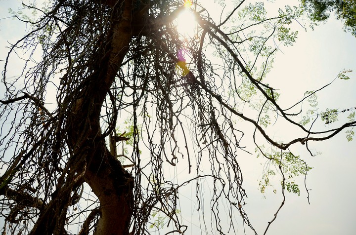 Winded Nature