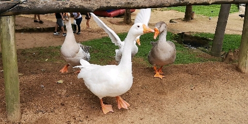 Gansos