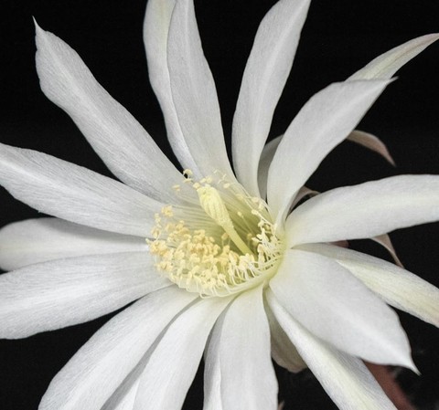 epiphyllum, flower wallpapers