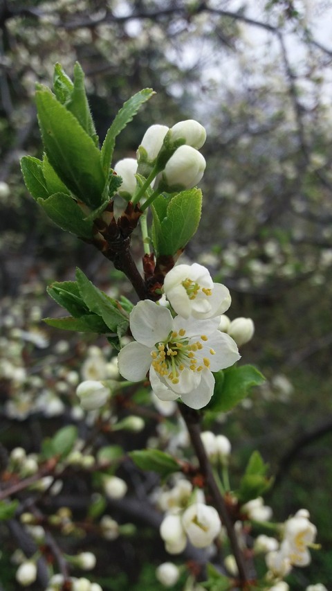 fonds d'écran plant, blossom