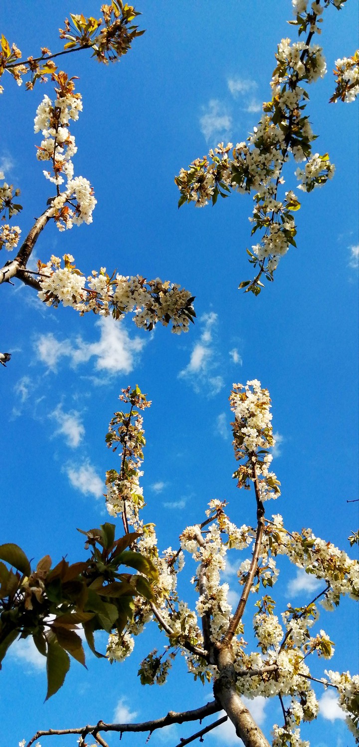 #spring #bee #bloom