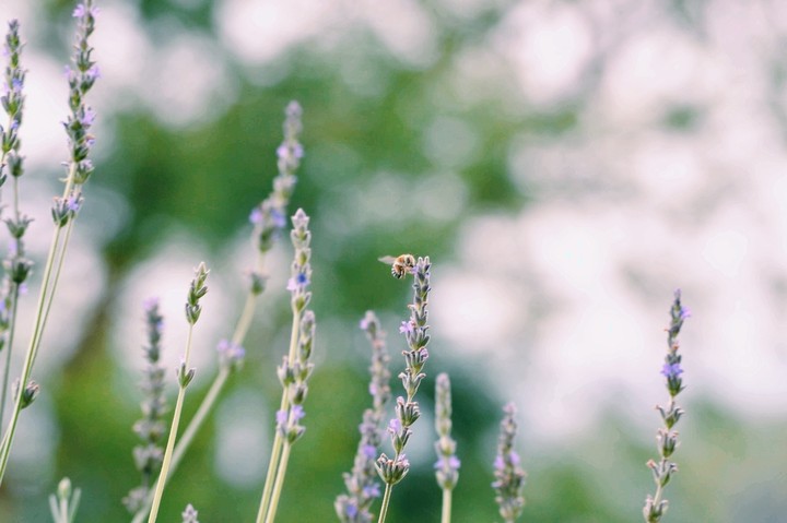 Lavender