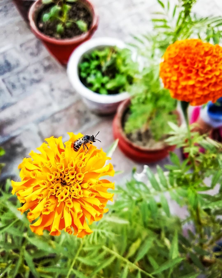 honeybee