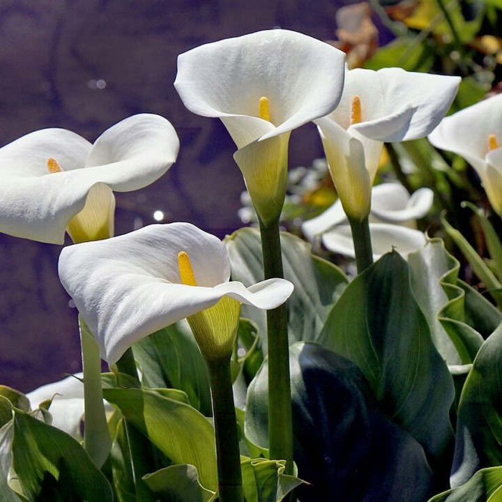 Arum