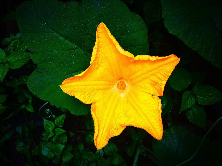 star flower