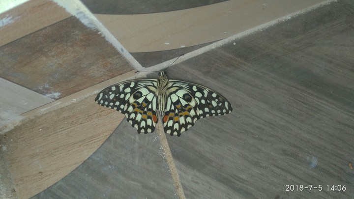Beautiful butterfly