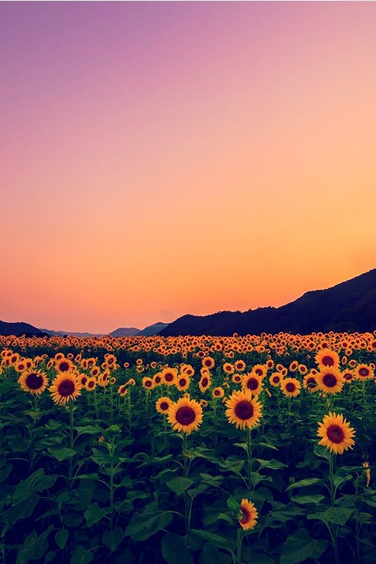 sunflowers