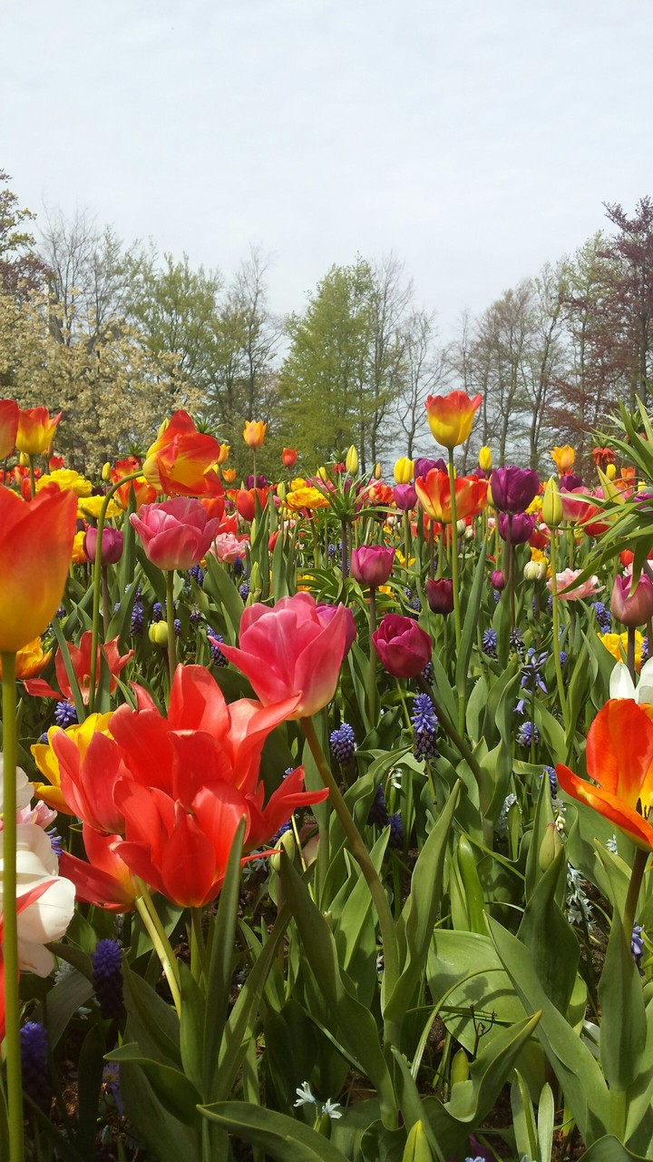 Tulips